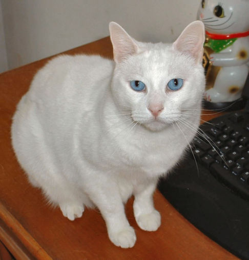 Picture of a cat / kitten / feline