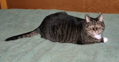 Picture of a cat / kitten / feline