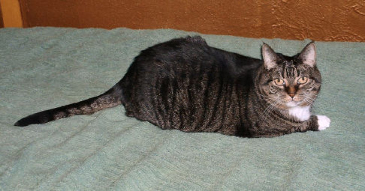 Picture of a cat / kitten / feline