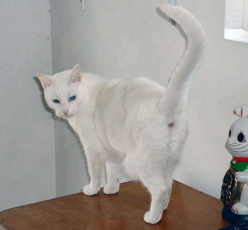 Picture of a cat / kitten / feline