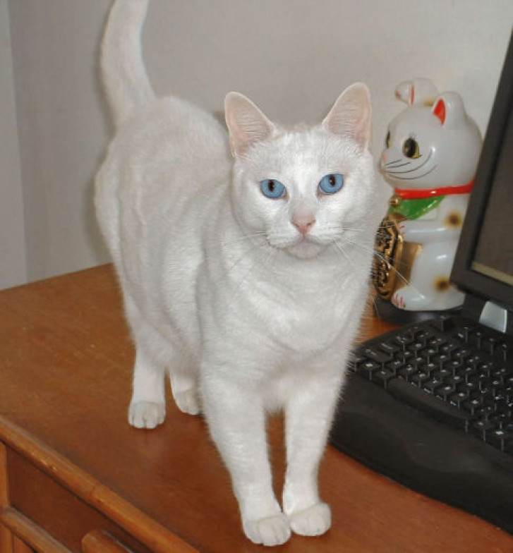 Picture of a cat / kitten / feline