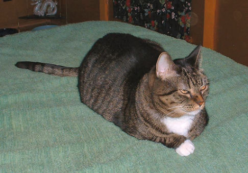 Picture of a cat / kitten / feline