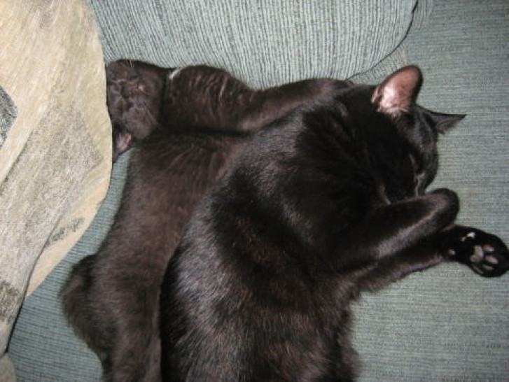 Picture of a cat / kitten / feline