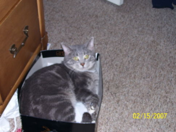 Picture of a cat / kitten / feline