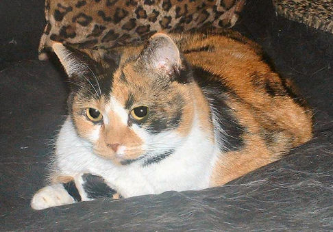 Picture of a cat / kitten / feline