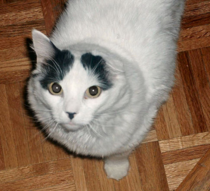 Picture of a cat / kitten / feline