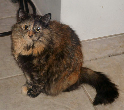 Picture of a cat / kitten / feline