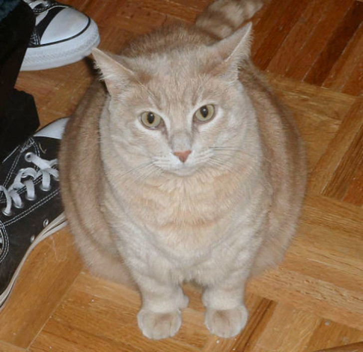 Picture of a cat / kitten / feline