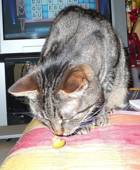 Picture of a cat / kitten / feline