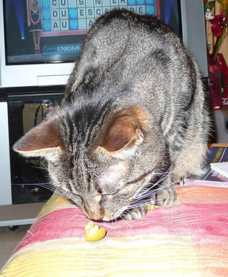 Picture of a cat / kitten / feline