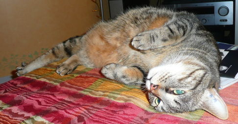 Picture of a cat / kitten / feline