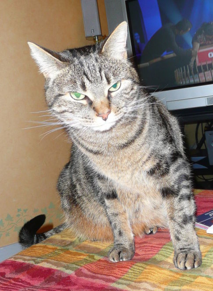 Picture of a cat / kitten / feline