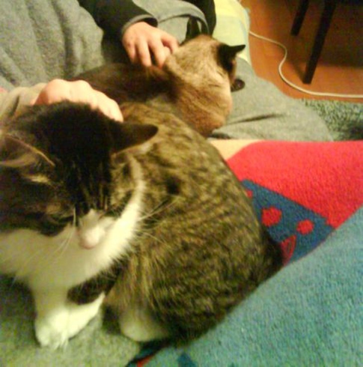 Picture of a cat / kitten / feline