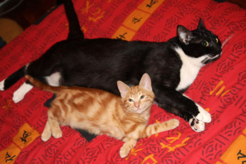 Picture of a cat / kitten / feline