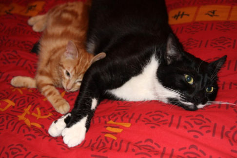 Picture of a cat / kitten / feline