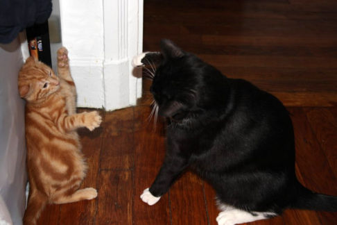 Picture of a cat / kitten / feline