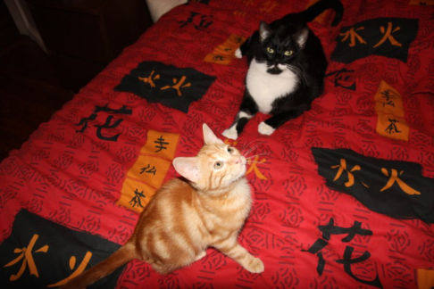 Picture of a cat / kitten / feline