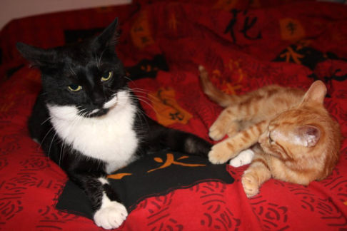 Picture of a cat / kitten / feline