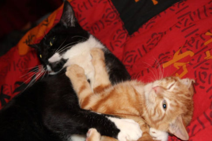 Picture of a cat / kitten / feline