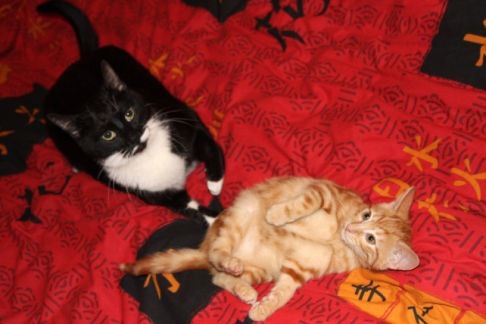 Picture of a cat / kitten / feline