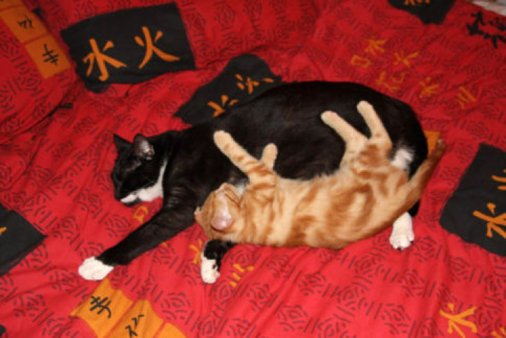 Picture of a cat / kitten / feline