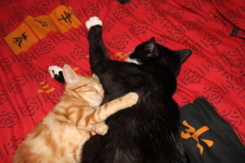 Picture of a cat / kitten / feline