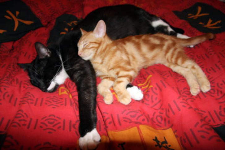 Picture of a cat / kitten / feline