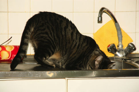 Picture of a cat / kitten / feline