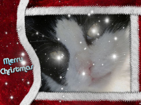 Picture of a cat / kitten / feline