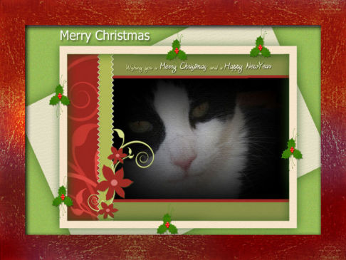 Picture of a cat / kitten / feline