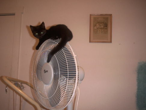 Picture of a cat / kitten / feline