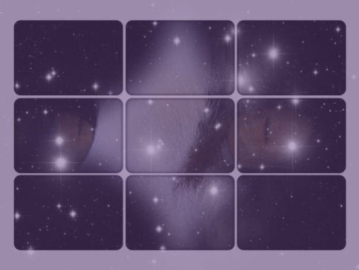 Picture of a cat / kitten / feline