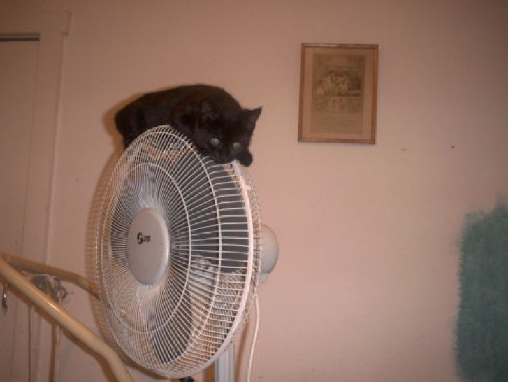 Picture of a cat / kitten / feline