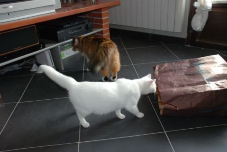 Picture of a cat / kitten / feline