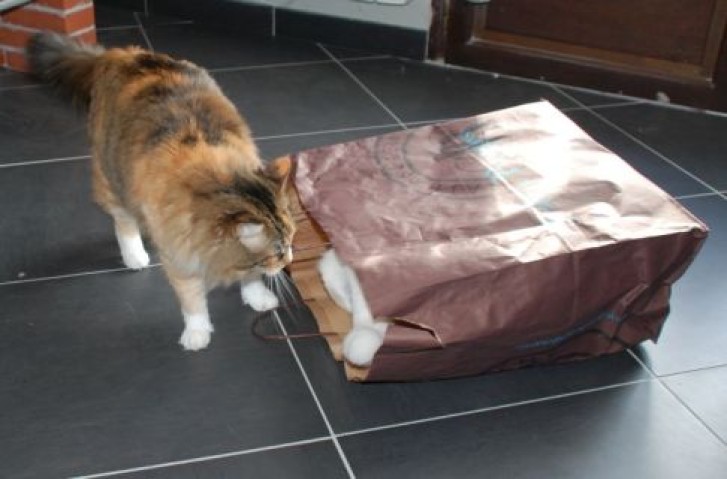 Picture of a cat / kitten / feline