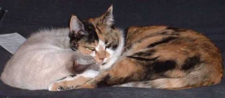 Picture of a cat / kitten / feline