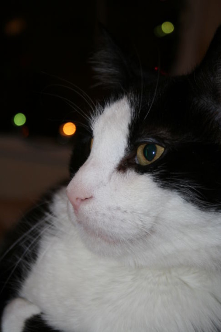 Picture of a cat / kitten / feline