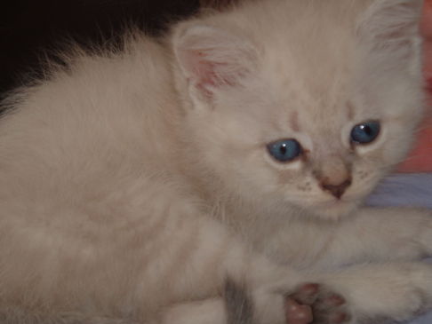 Picture of a cat / kitten / feline