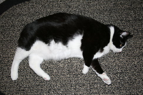 Picture of a cat / kitten / feline