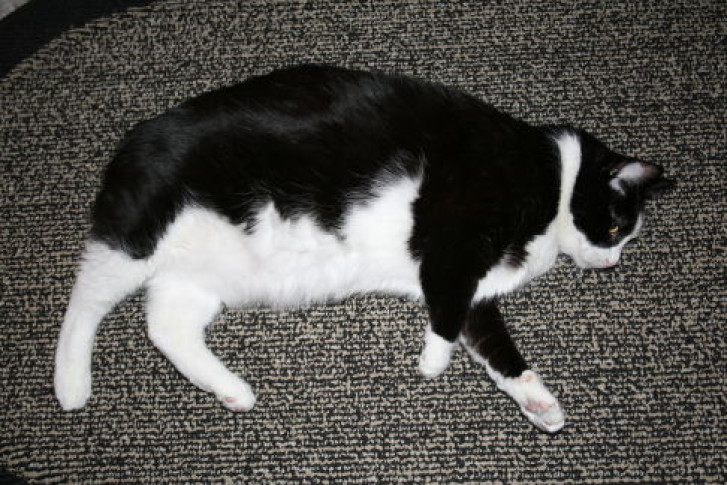 Picture of a cat / kitten / feline