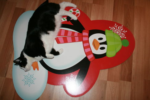 Picture of a cat / kitten / feline