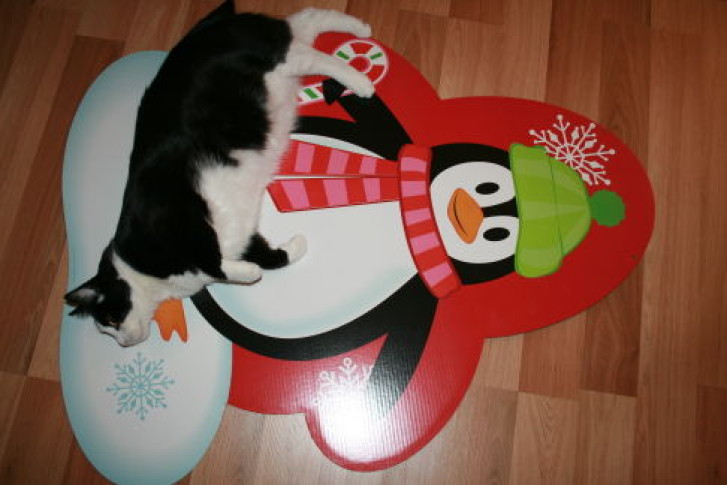 Picture of a cat / kitten / feline