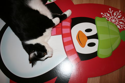 Picture of a cat / kitten / feline