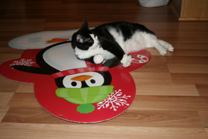 Picture of a cat / kitten / feline