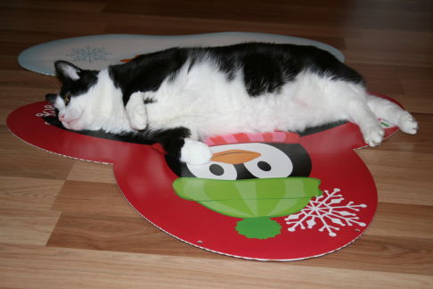 Picture of a cat / kitten / feline