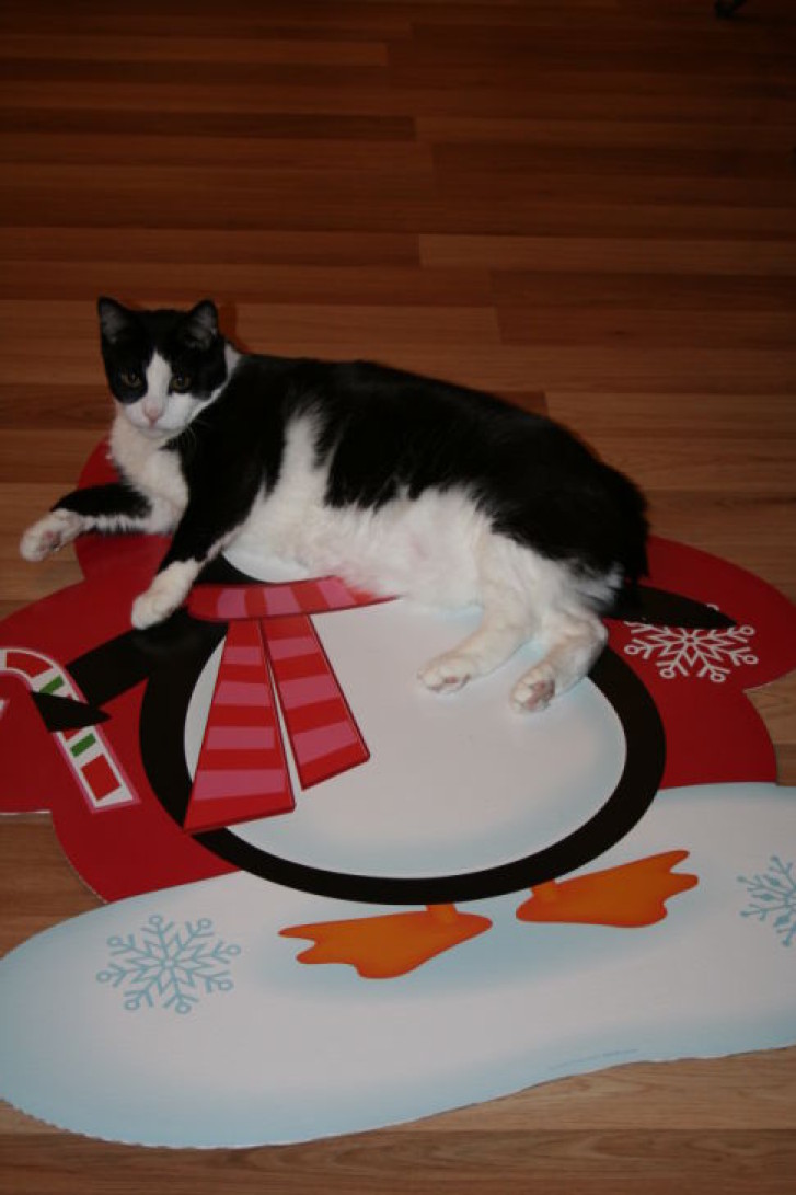 Picture of a cat / kitten / feline