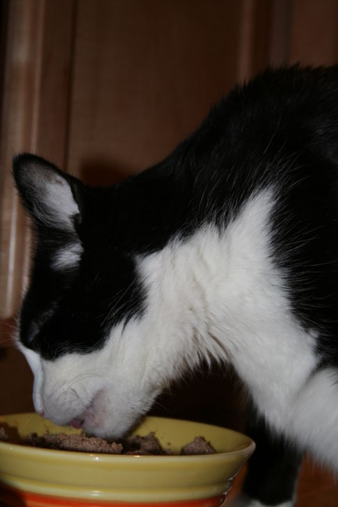 Picture of a cat / kitten / feline