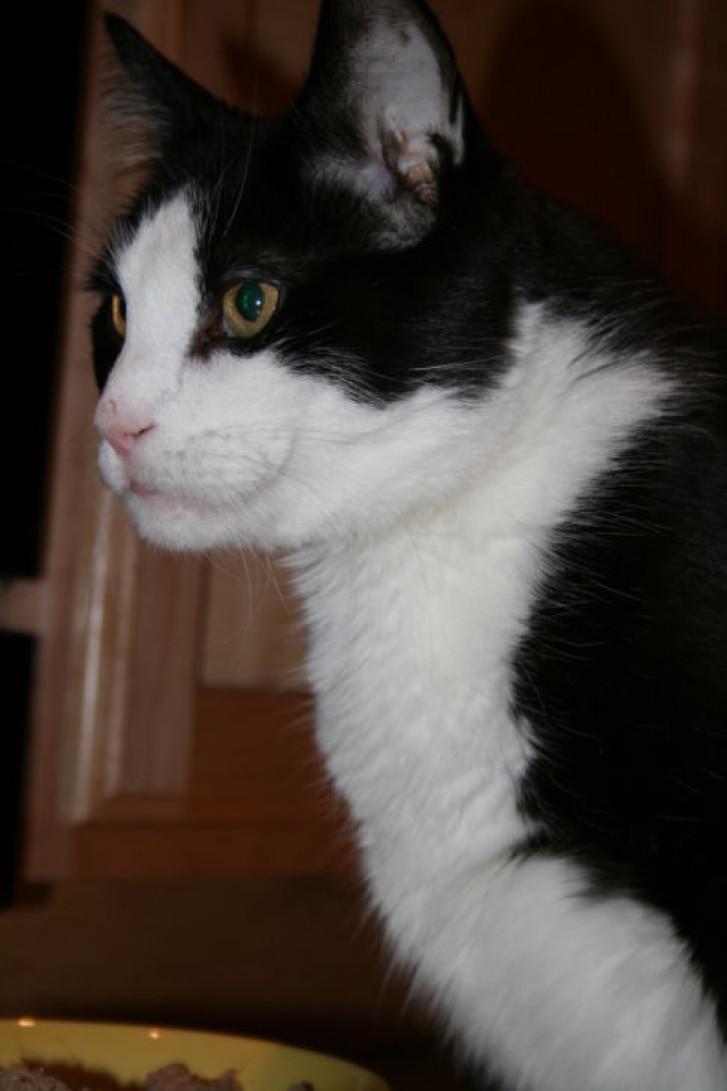 Picture of a cat / kitten / feline