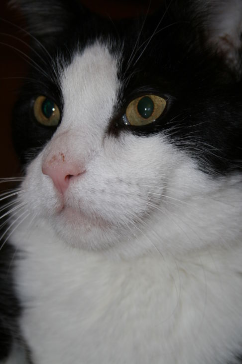 Picture of a cat / kitten / feline