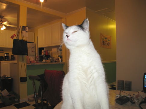 Picture of a cat / kitten / feline